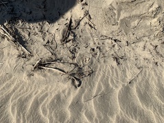 Crotalus cerastes cerastes