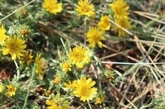 Grindelia squarrosa