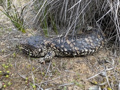Tiliqua rugosa
