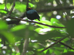 Chiroxiphia pareola