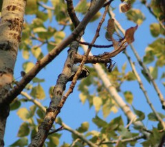 Dryobates pubescens