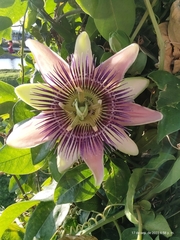Passiflora alata × caerulea