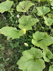 Cucurbita argyrosperma