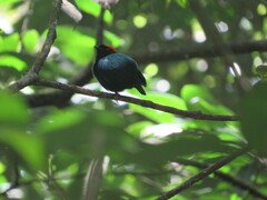 Chiroxiphia pareola