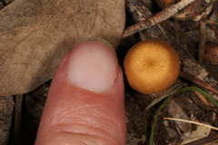 Crepidotus subfulviceps