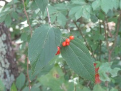 Viburnum setigerum