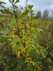 Salix bebbiana