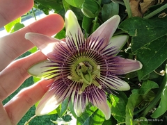 Passiflora alata × caerulea