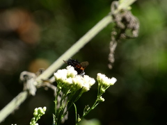 Paradejeania rutilioides