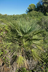 Chamaerops humilis