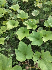 Cucurbita argyrosperma