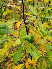 Salix bebbiana