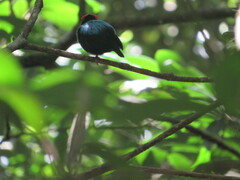 Chiroxiphia pareola