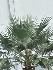Washingtonia