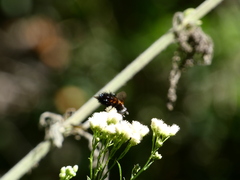 Paradejeania rutilioides