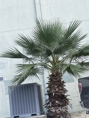 Washingtonia