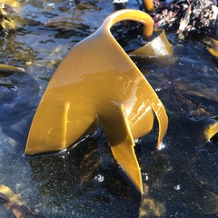Laminaria pallida