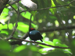 Chiroxiphia pareola