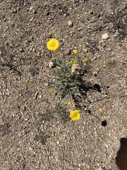 Baileya multiradiata