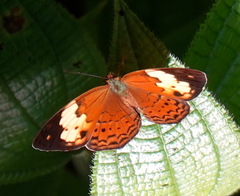 Cupha erymanthis
