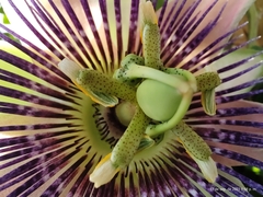 Passiflora alata × caerulea