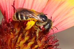 Halictus ligatus