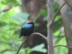 Chiroxiphia pareola