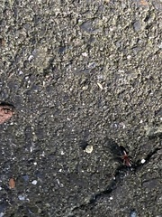 Camponotus obscuripes
