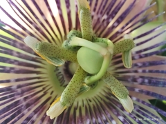 Passiflora alata × caerulea