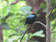 Chiroxiphia pareola