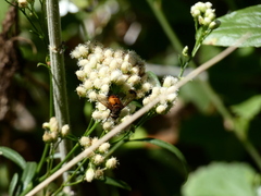 Paradejeania rutilioides