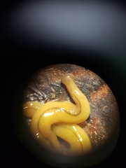 Bipalium adventitium