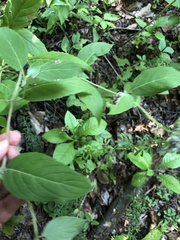 Pycnanthemum incanum