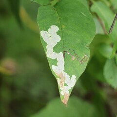 Cameraria guttifinitella