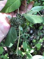 Pycnanthemum incanum