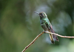 Boissonneaua flavescens