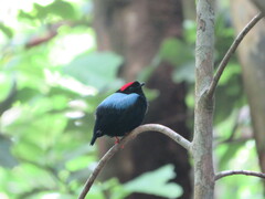 Chiroxiphia pareola