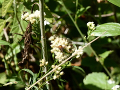 Paradejeania rutilioides