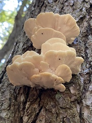 Climacocystis borealis