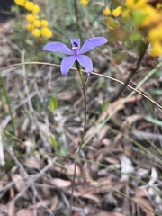 Cyanicula sericea