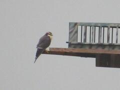Falco femoralis