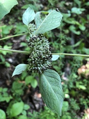 Pycnanthemum incanum