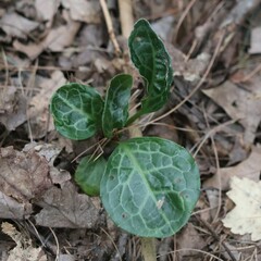 Pyrola americana