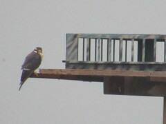 Falco femoralis