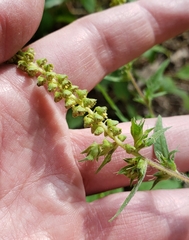 Ambrosia artemisiifolia