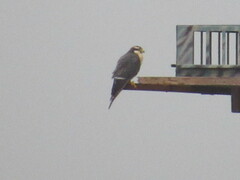 Falco femoralis