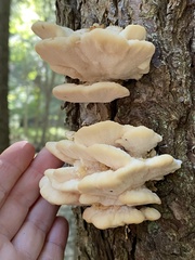 Climacocystis borealis