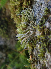 Pilophorus acicularis