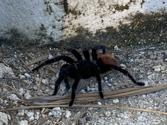 Tliltocatl epicureanus