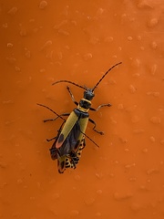 Chauliognathus imperialis